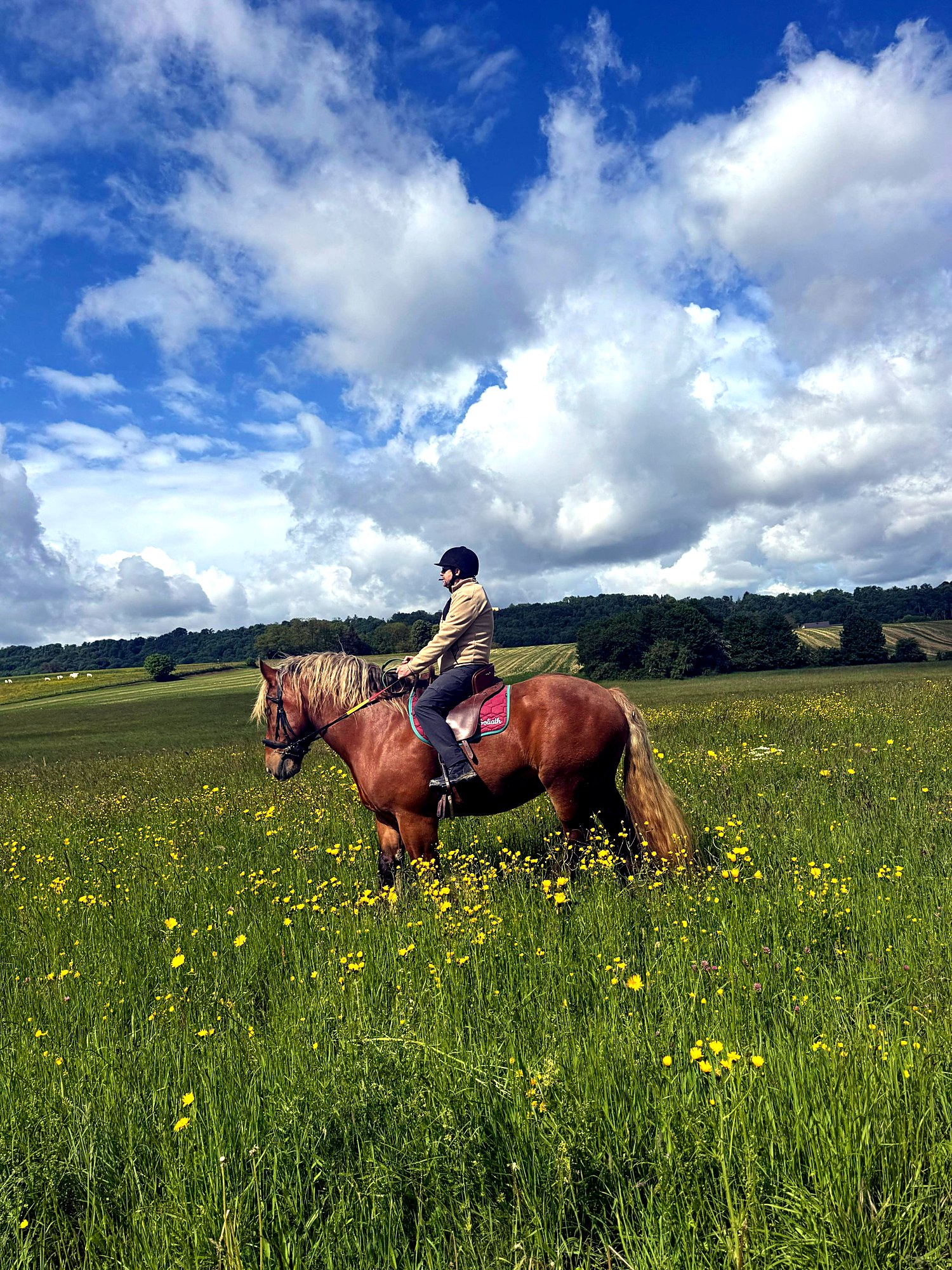 Cavalier sur un cheval de loisir alezan dans une prairie fleurie